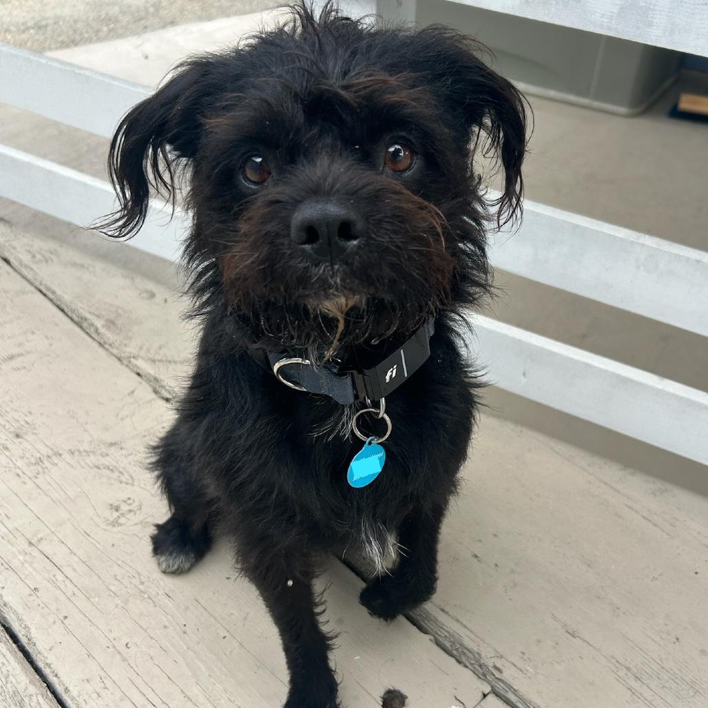 Enlarge Yogi (Black) Bear, a Adoptable mixed breed in North Hollywood, CA image 1/5
