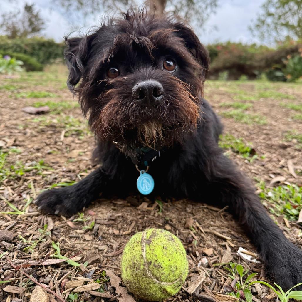 Yogi (Black) Bear, a Adoptable mixed breed in North Hollywood, CA image 2/6