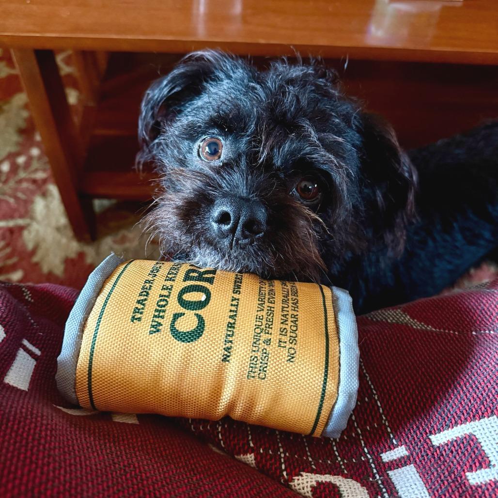 Yogi (Black) Bear, a Adoptable mixed breed in North Hollywood, CA image 3/6