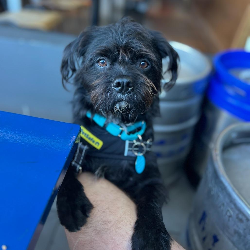 Enlarge Yogi (Black) Bear, a Adoptable mixed breed in North Hollywood, CA image 2/5