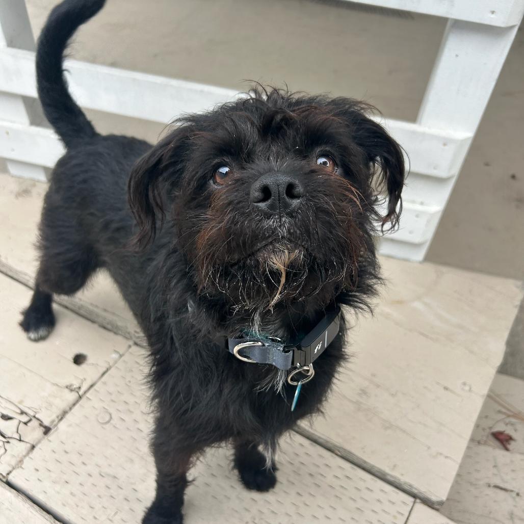 Enlarge Yogi (Black) Bear, a Adoptable mixed breed in North Hollywood, CA image 3/5