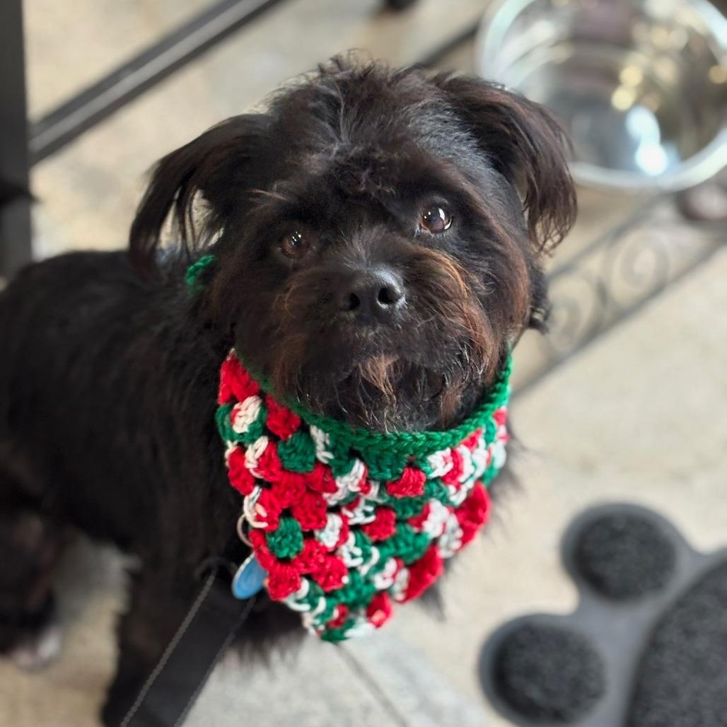 Enlarge Yogi (Black) Bear, a Adoptable mixed breed in North Hollywood, CA image 4/5