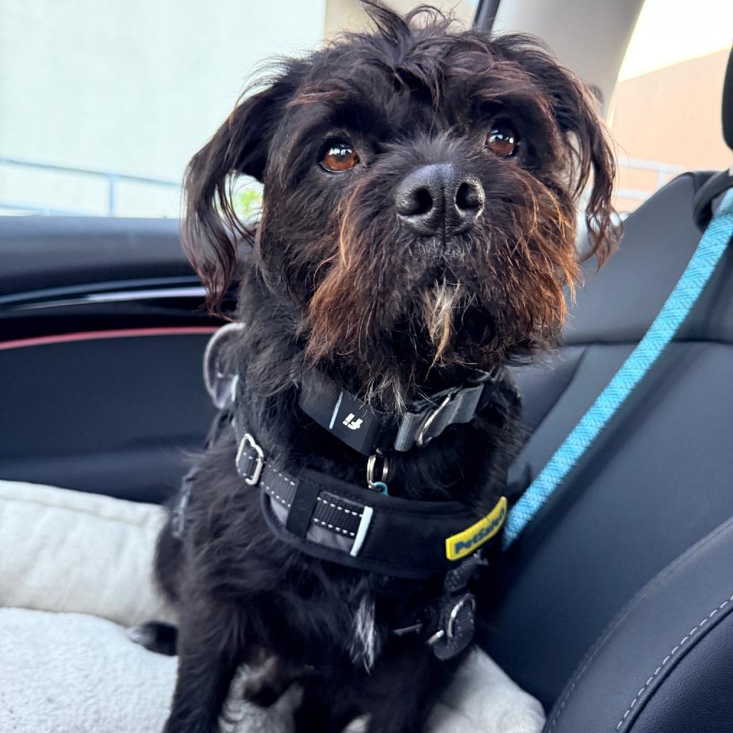 Yogi (Black) Bear, a Adoptable mixed breed in North Hollywood, CA image 6/6