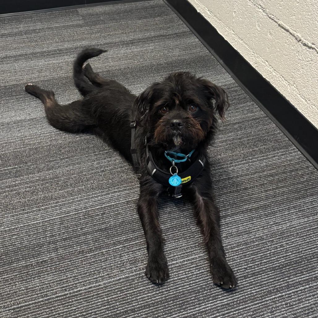 Enlarge Yogi (Black) Bear, a Adoptable mixed breed in North Hollywood, CA image 5/5