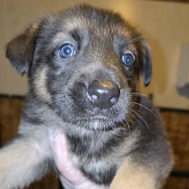 Duchess (20260213-05), an adopted German Shepherd Dog in Niagara Falls, NY image 2/2