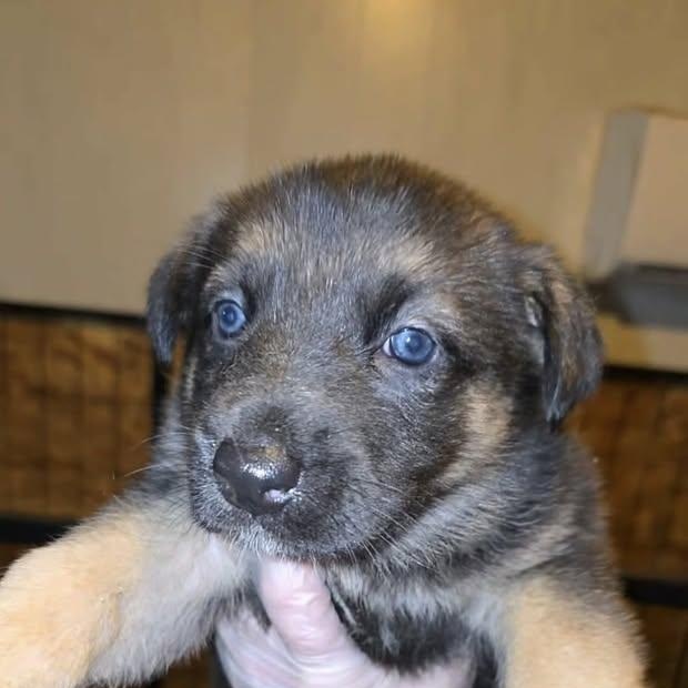 Duchess (20260213-05), adopted, Puppy Female German Shepherd Dog.