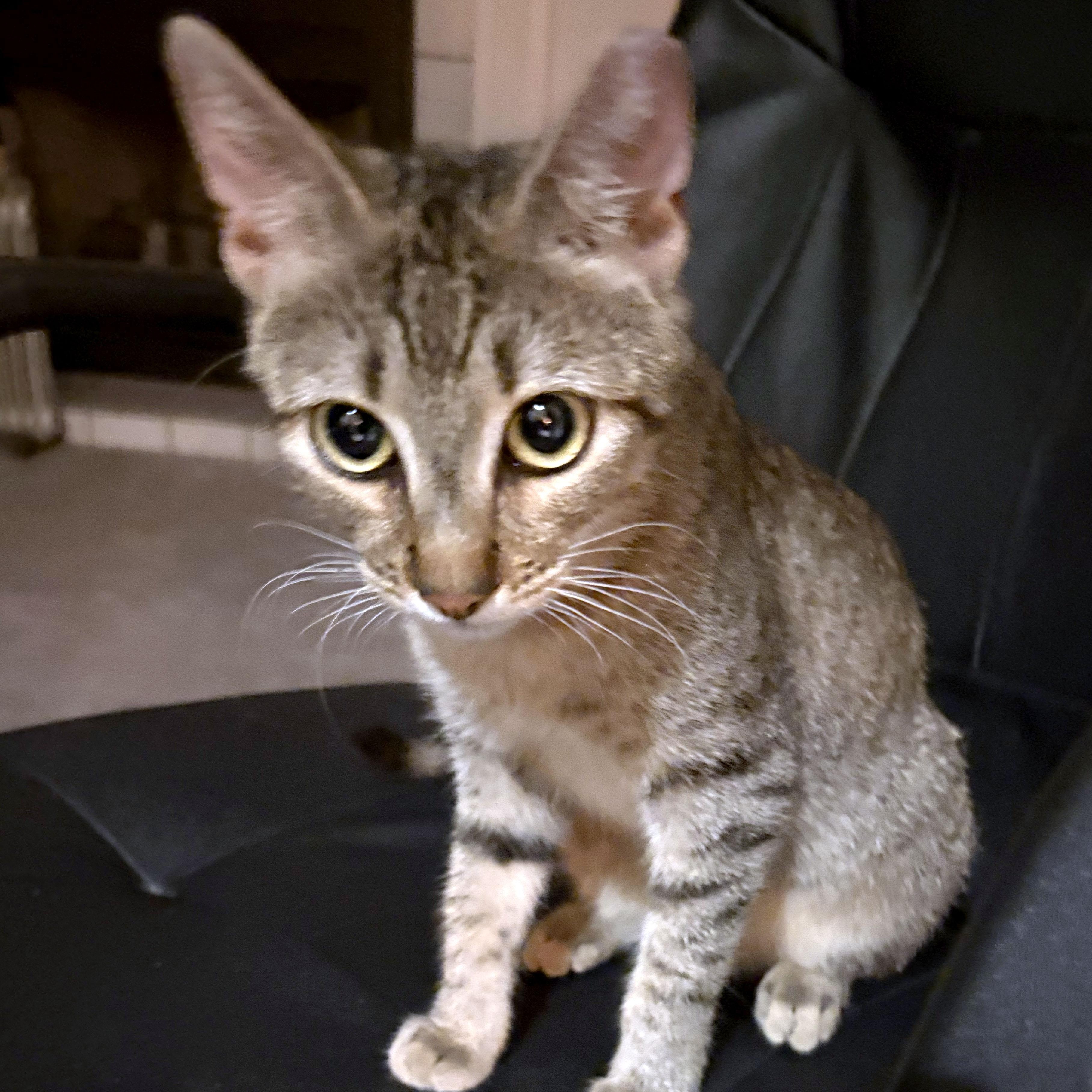 Seven, a ADOPTABLE Domestic Short Hair in Mauldin, SC image 5/6