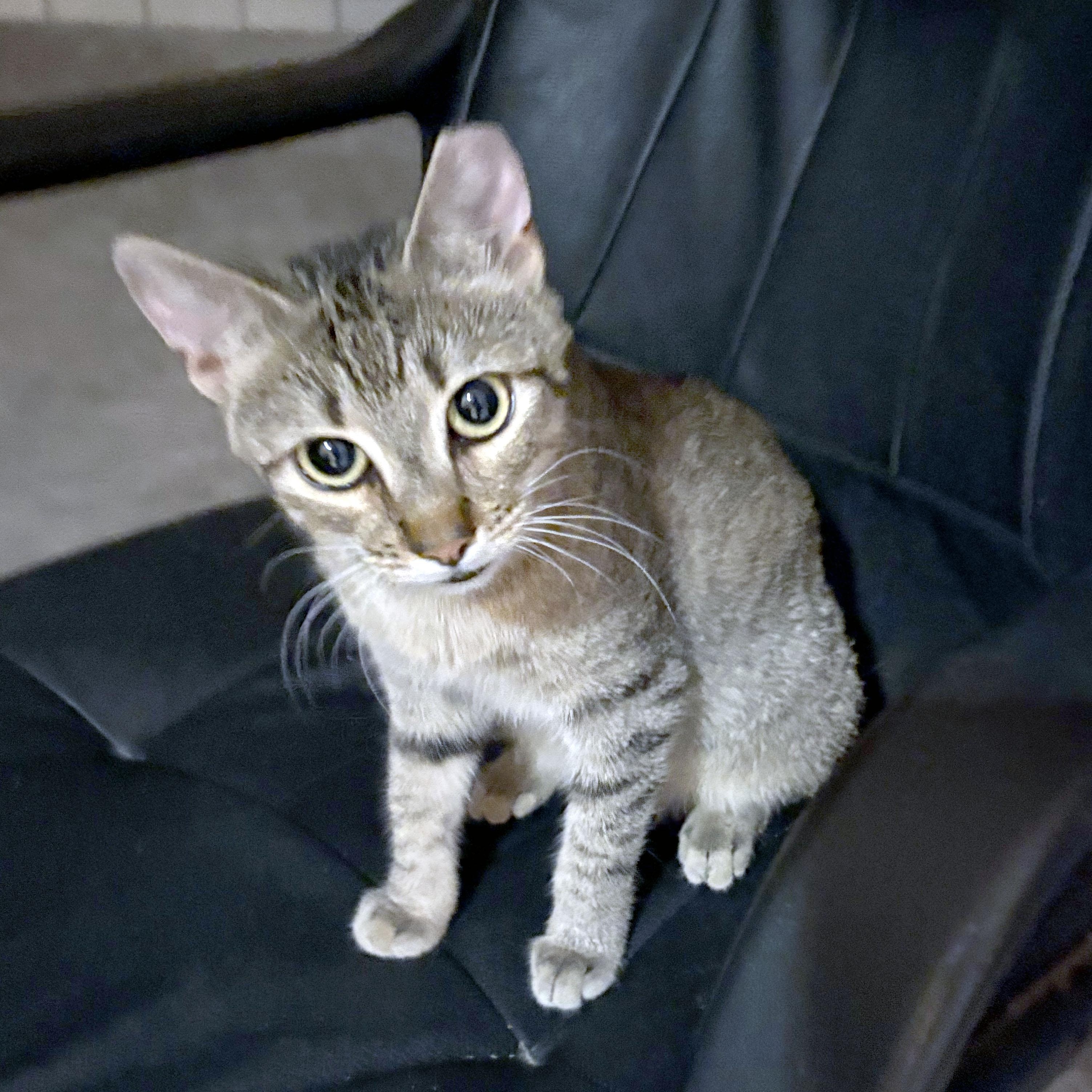 Seven, a ADOPTABLE Domestic Short Hair in Mauldin, SC image 2/6