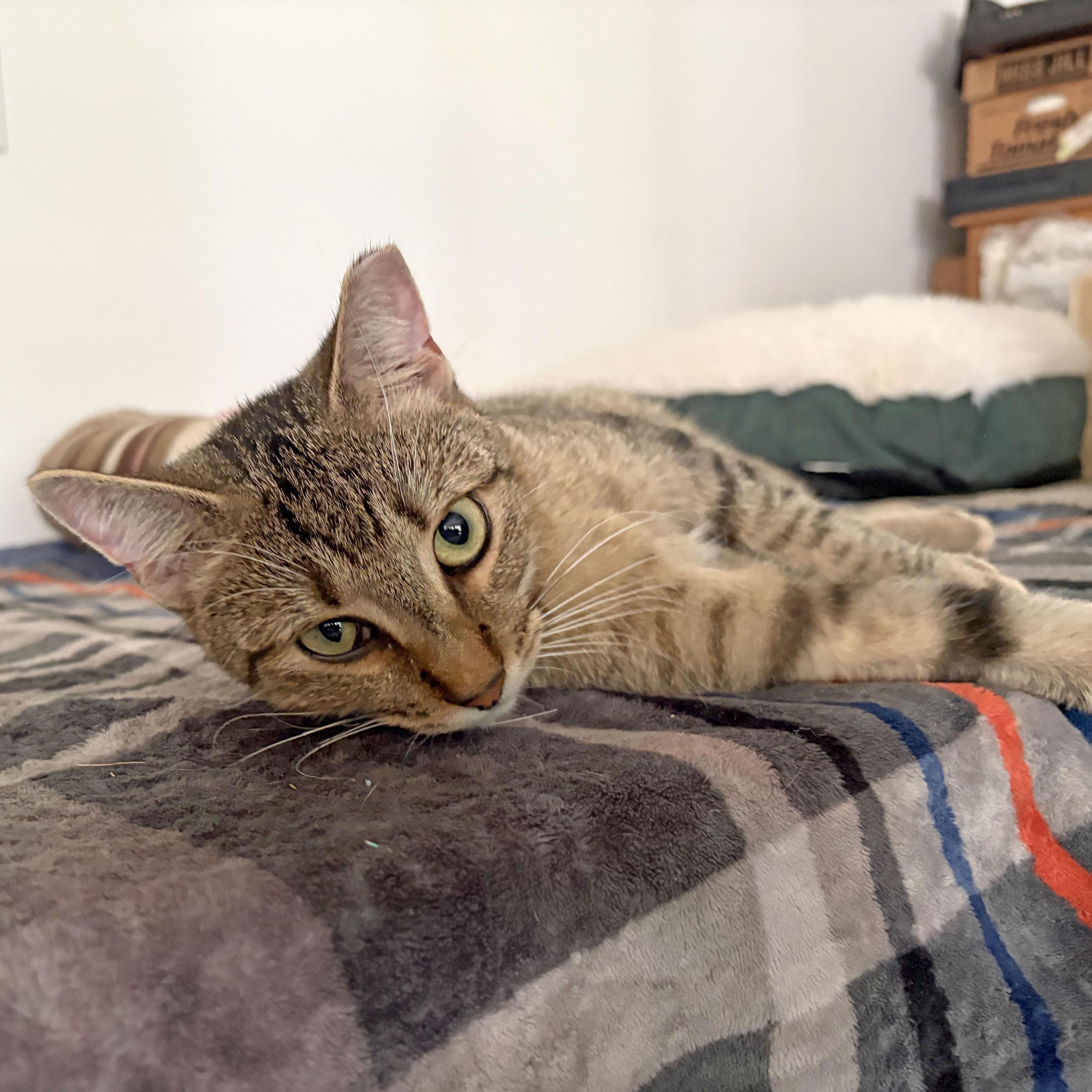 Enlarge Seven, a Adoptable Domestic Short Hair in Mauldin, SC image 6/6
