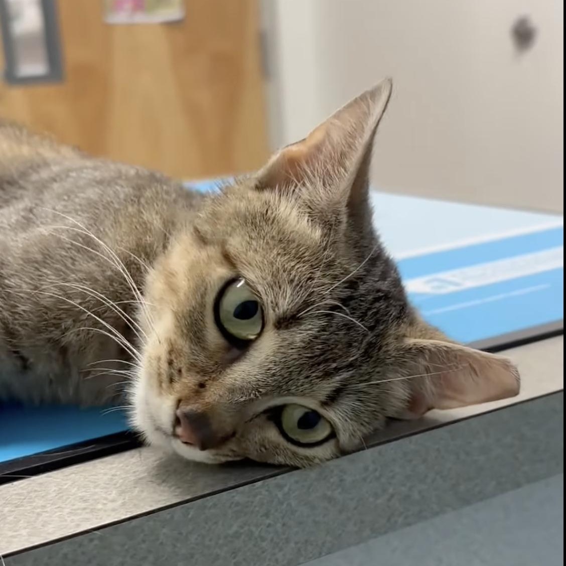 Seven, a ADOPTABLE Domestic Short Hair in Mauldin, SC image 2/2