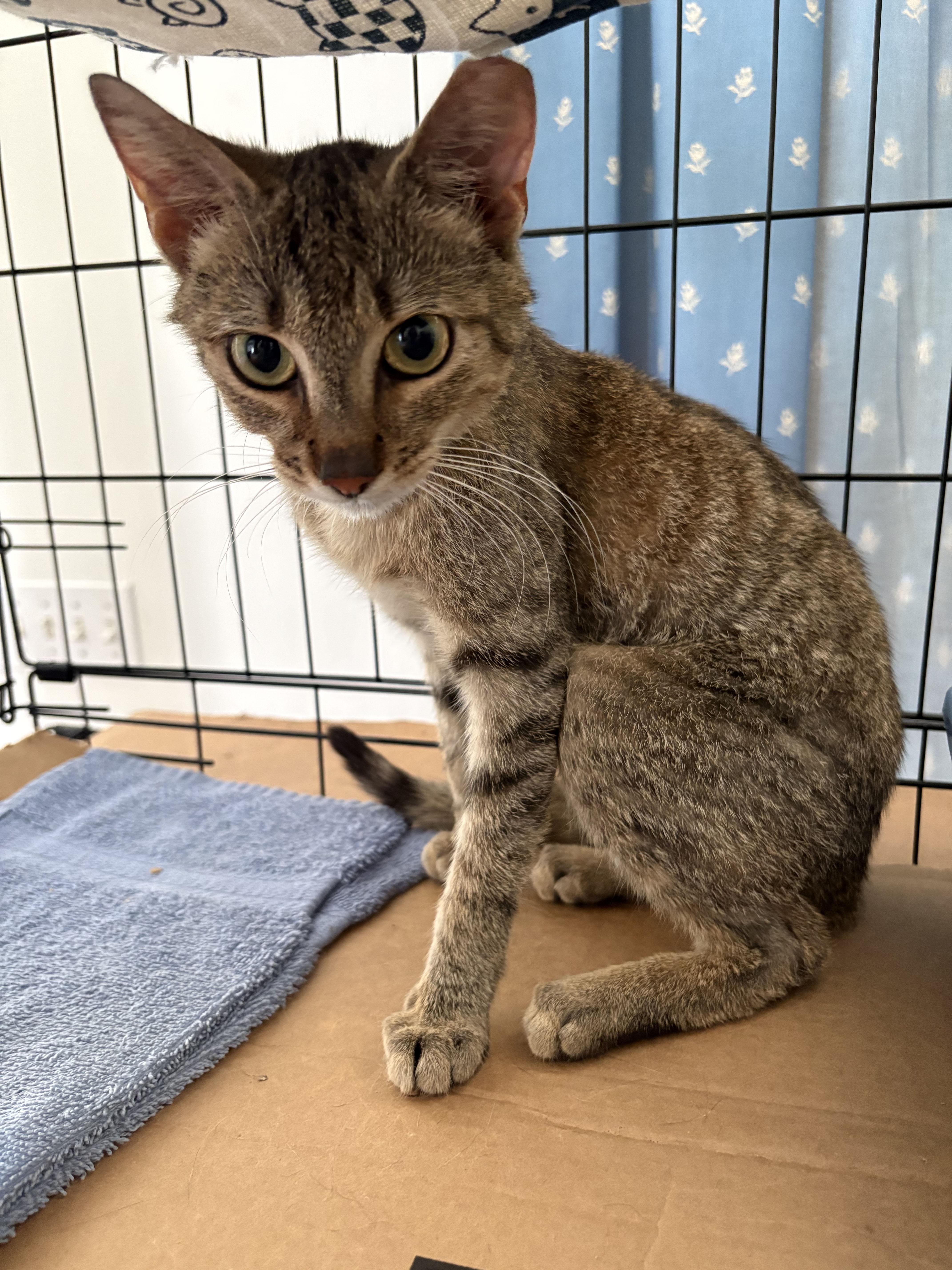 Seven, a ADOPTABLE Domestic Short Hair in Mauldin, SC image 1/2