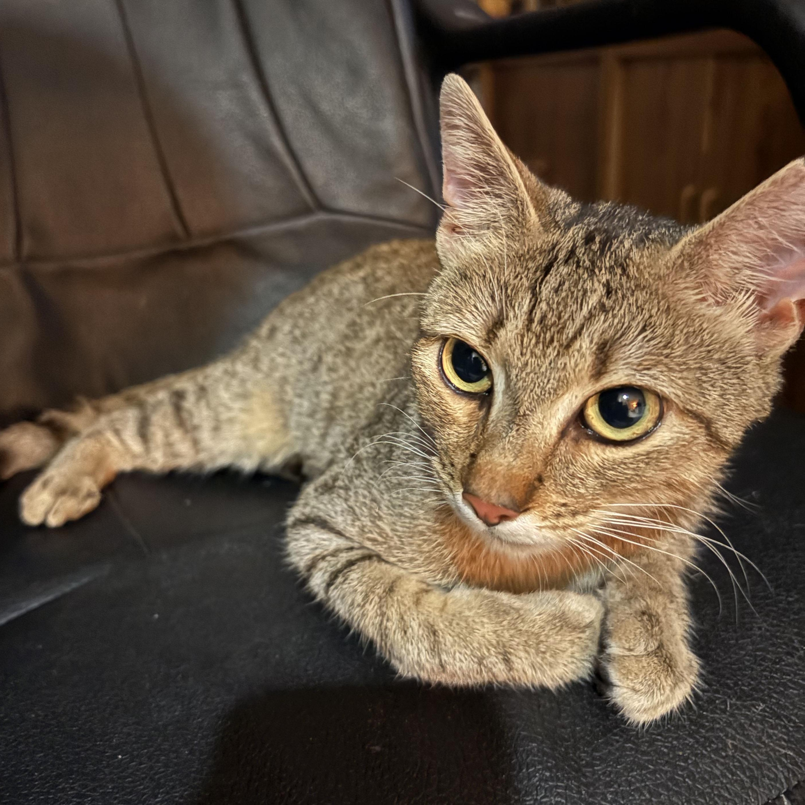 Seven, a ADOPTABLE Domestic Short Hair in Mauldin, SC image 3/6