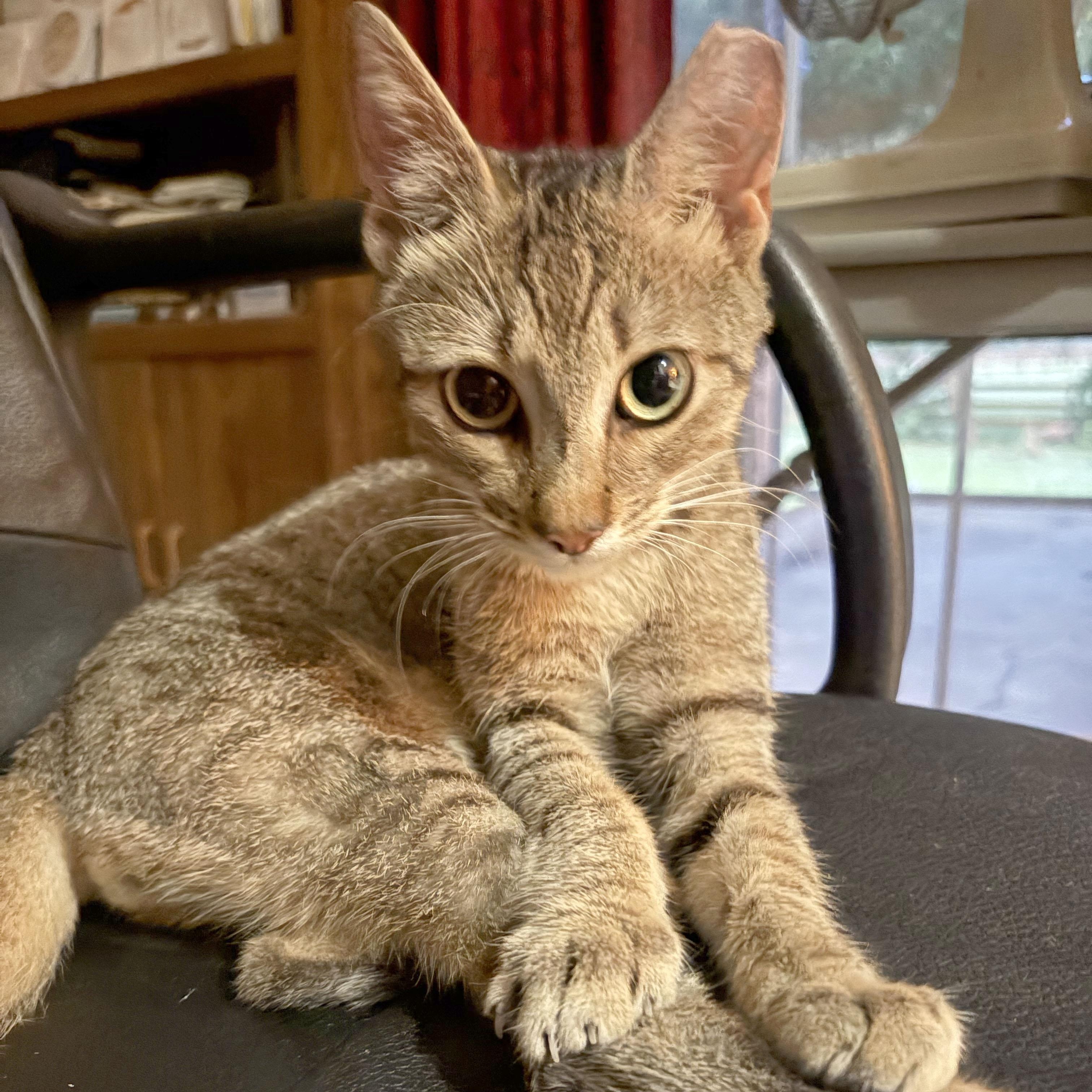 Seven, a ADOPTABLE Domestic Short Hair in Mauldin, SC image 4/6