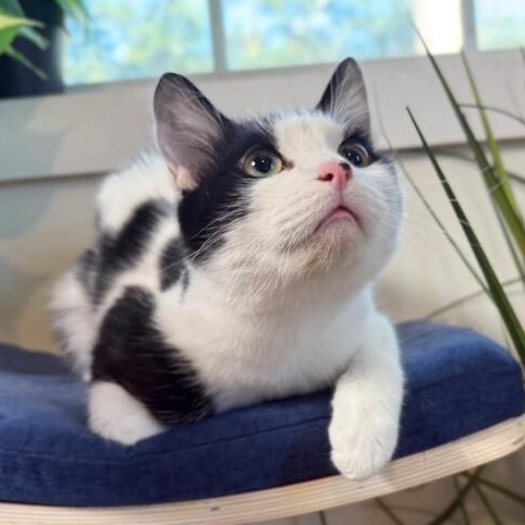 Spotty Arcangel — thumbnail 3