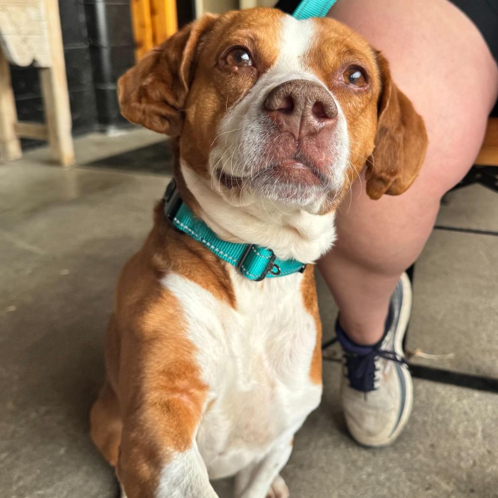 Cauliflower, Adoptable, Adult Female Beagle & Terrier.