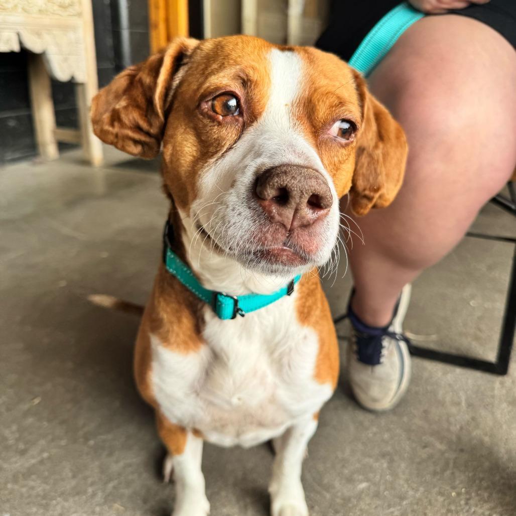 Enlarge Cauliflower, a Adoptable mixed breed in Louisville, KY image 2/6