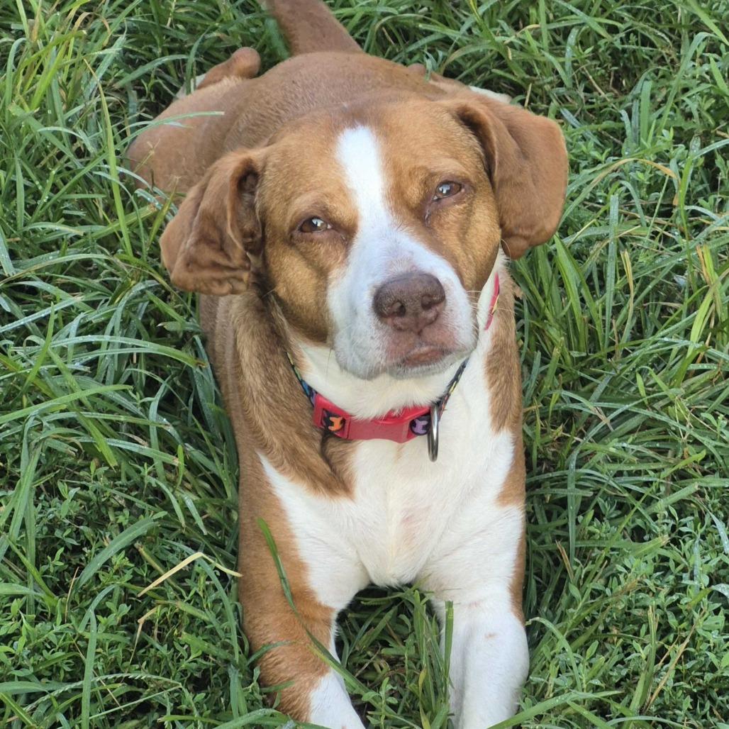 Enlarge Cauliflower, a Adoptable mixed breed in Louisville, KY image 4/6