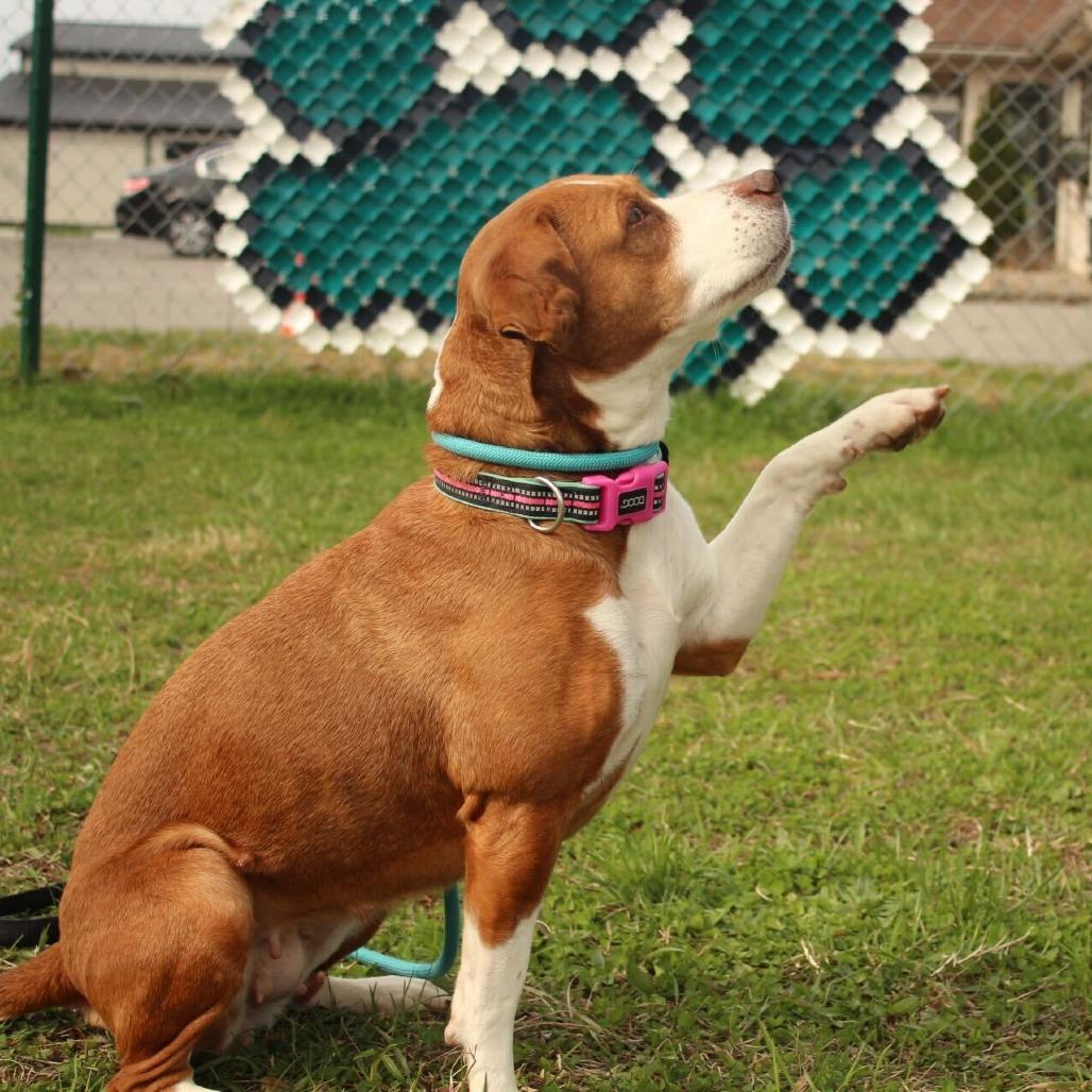 Enlarge Cauliflower, a Adoptable mixed breed in Louisville, KY image 5/6