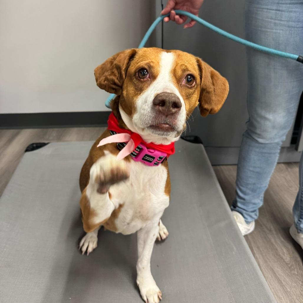 Enlarge Cauliflower, a Adoptable mixed breed in Louisville, KY image 6/6