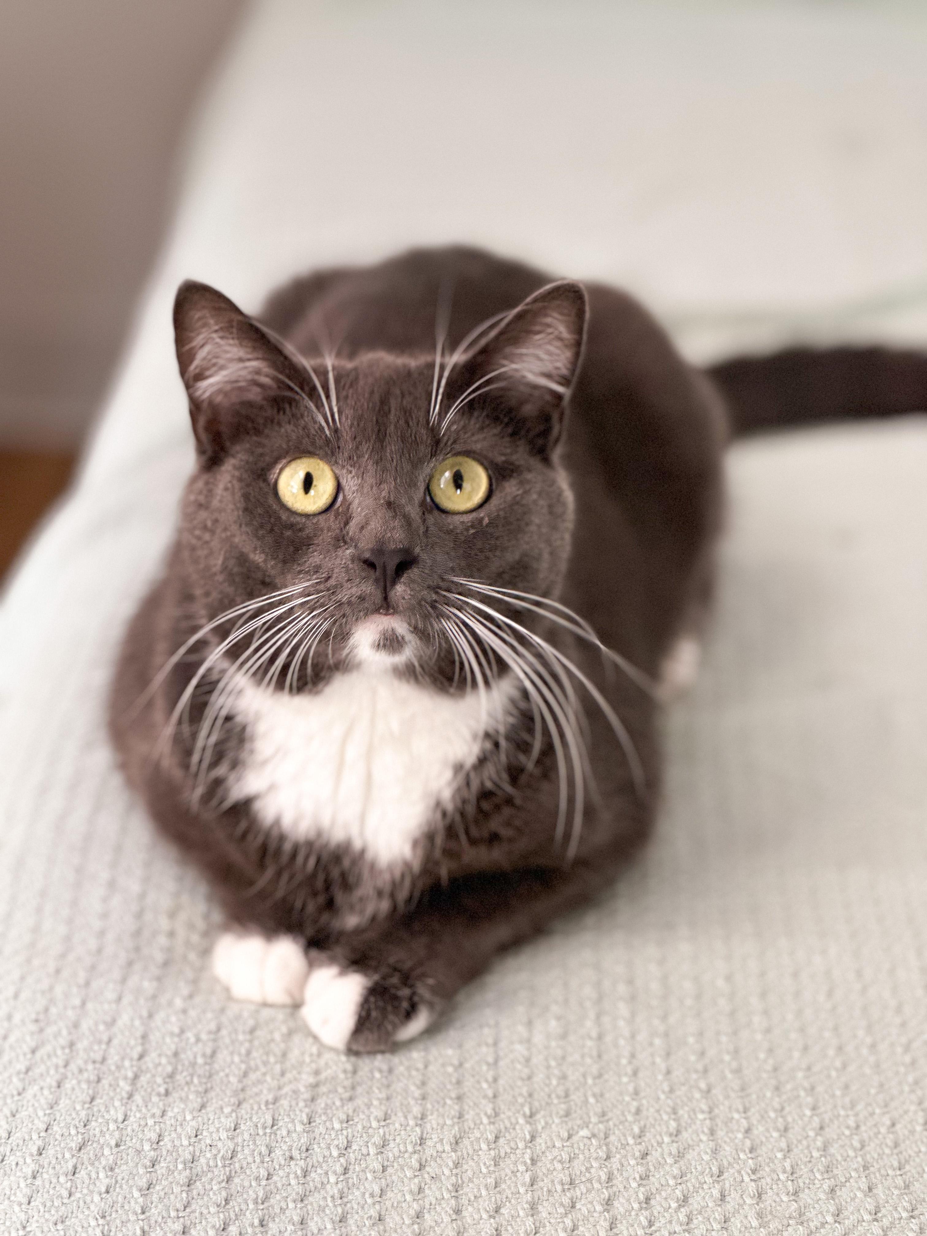 BASSIE, ADOPTABLE, Adult Female Domestic Short Hair.