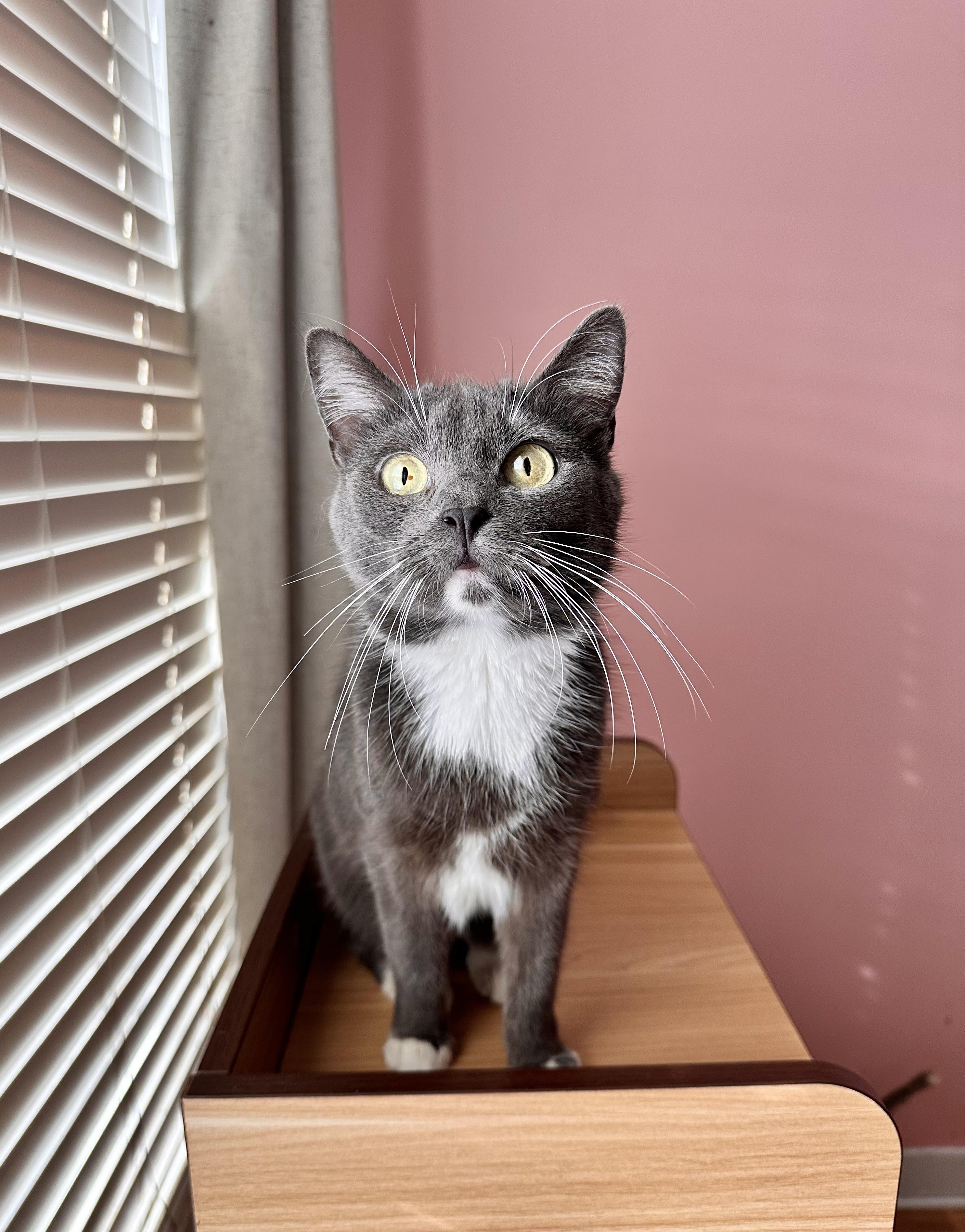 BASSIE, a ADOPTABLE Domestic Short Hair in New York, NY image 2/3