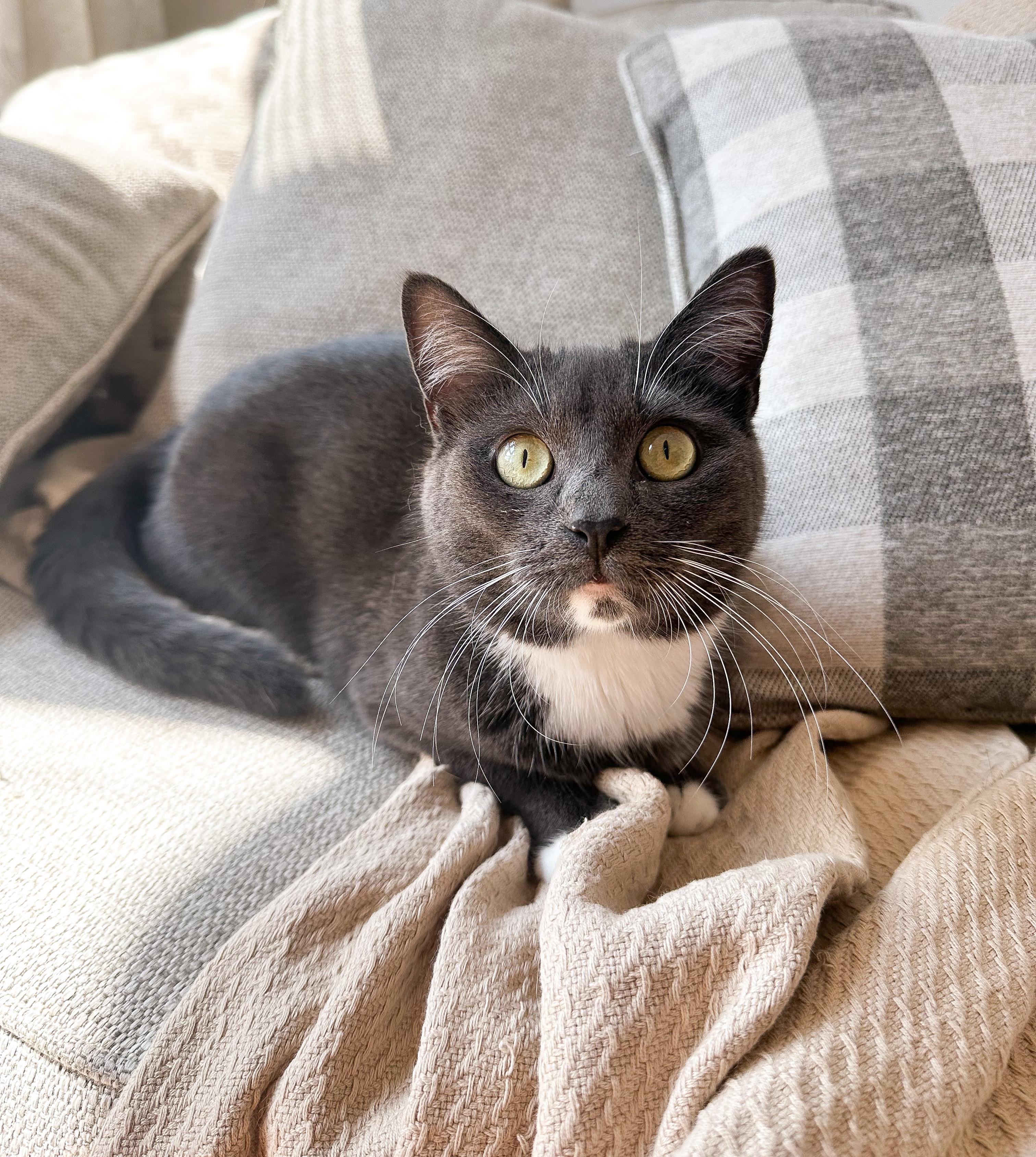 BASSIE, a ADOPTABLE Domestic Short Hair in New York, NY image 3/3