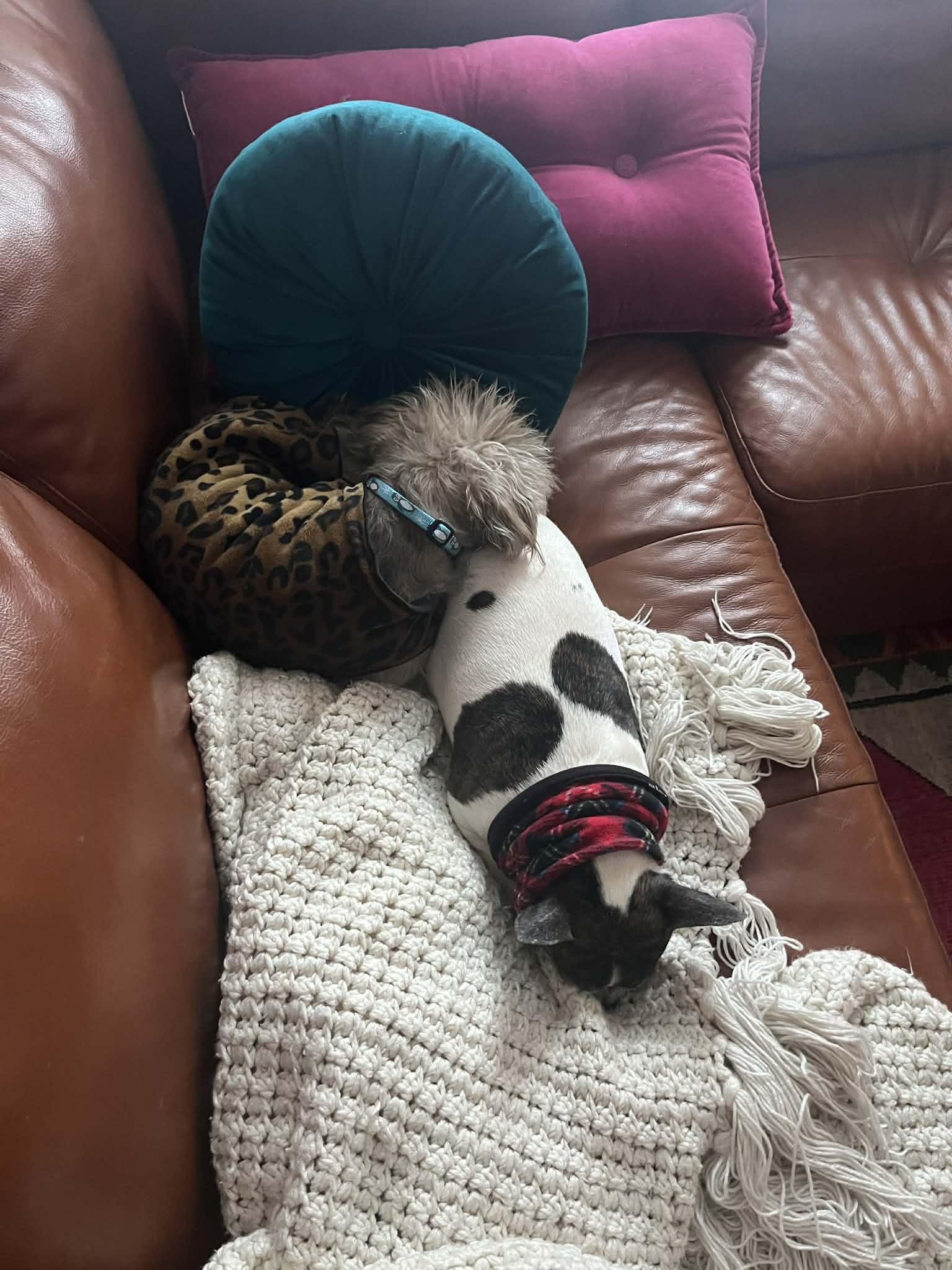 Enlarge Toddy - Bonded Pair With Gia, an adoptable Wire Fox Terrier in Whitewater, WI image 5/5