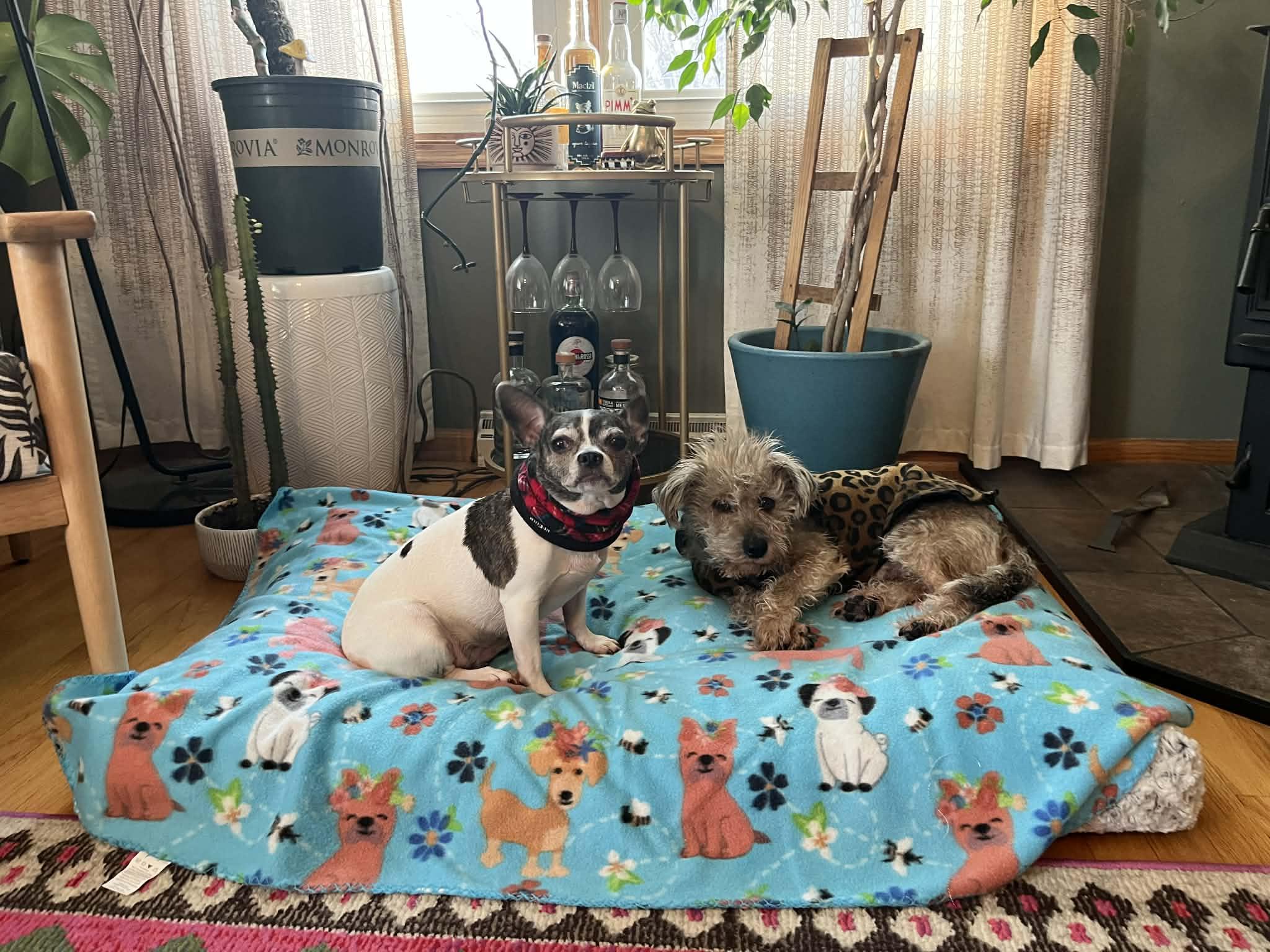 Enlarge Toddy - Bonded Pair With Gia, an adoptable Wire Fox Terrier in Whitewater, WI image 4/5