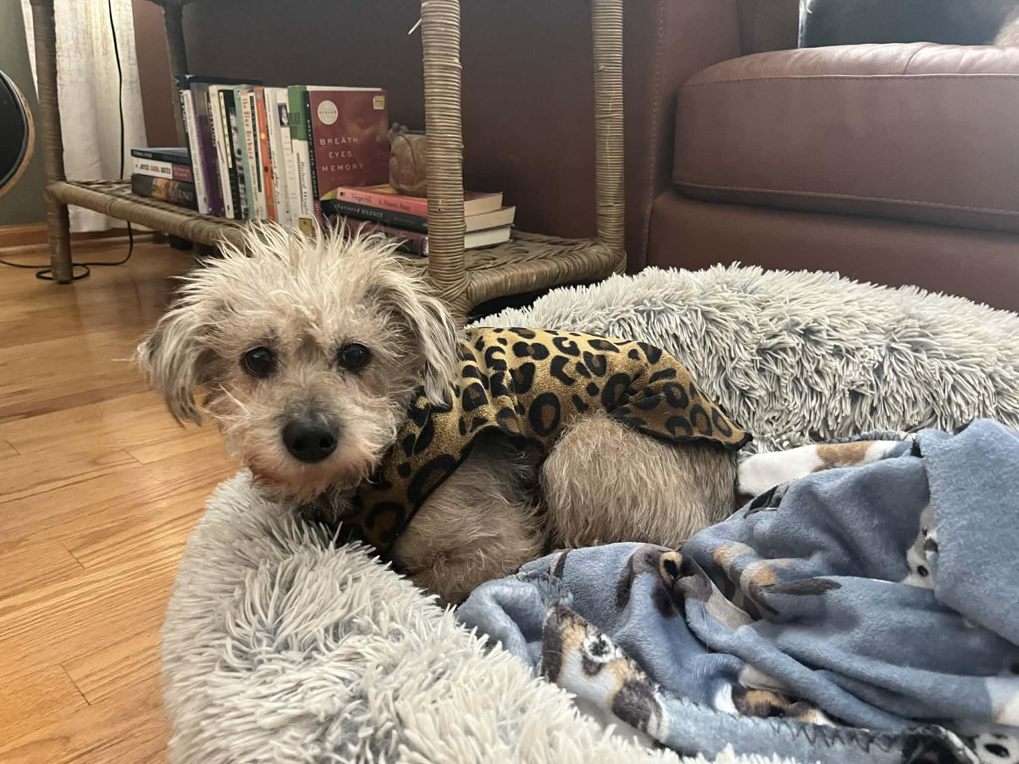 Enlarge Toddy - Bonded Pair With Gia, an adoptable Wire Fox Terrier in Whitewater, WI image 3/5