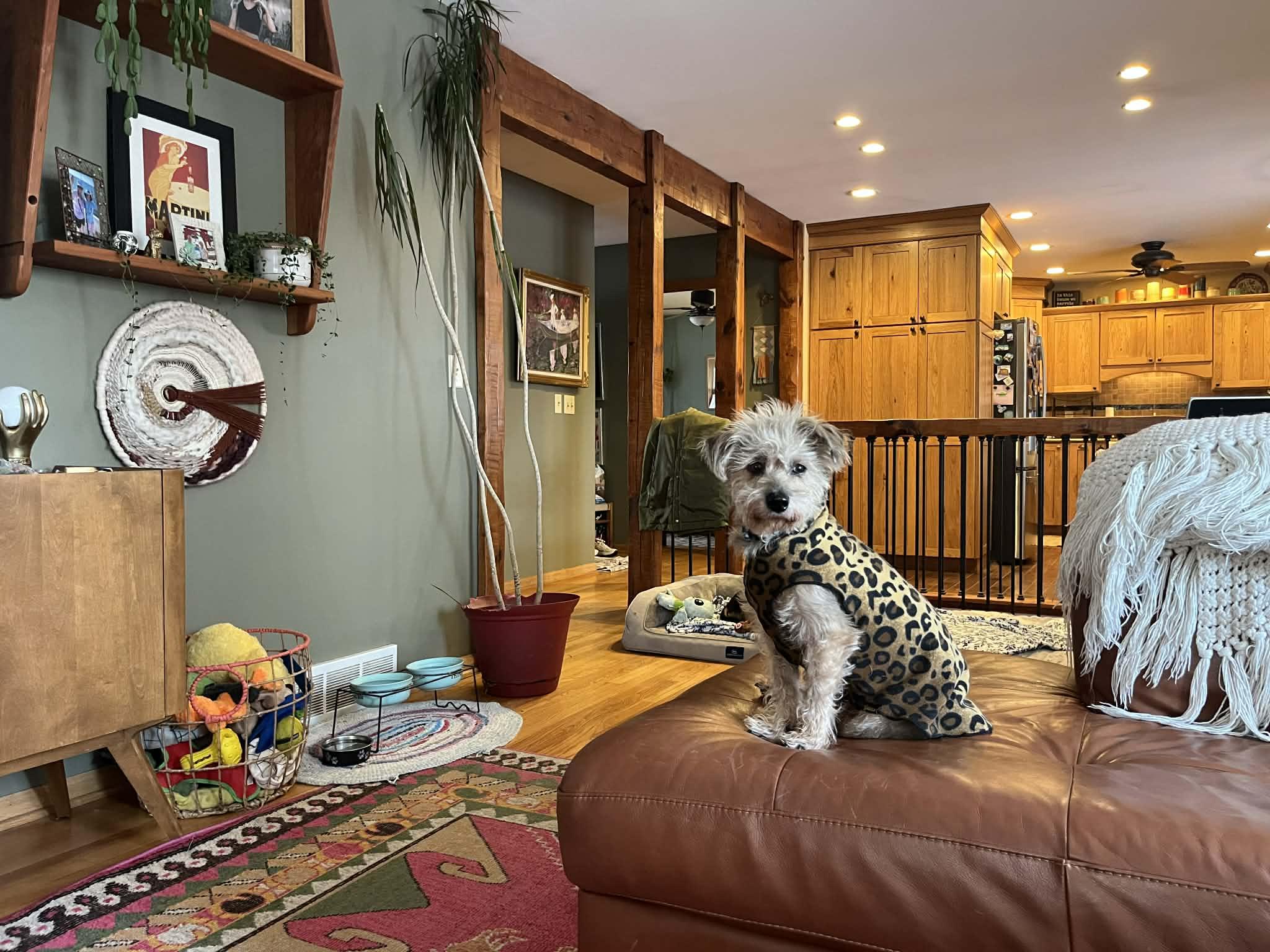 Enlarge Toddy - Bonded Pair With Gia, an adoptable Wire Fox Terrier in Whitewater, WI image 2/5