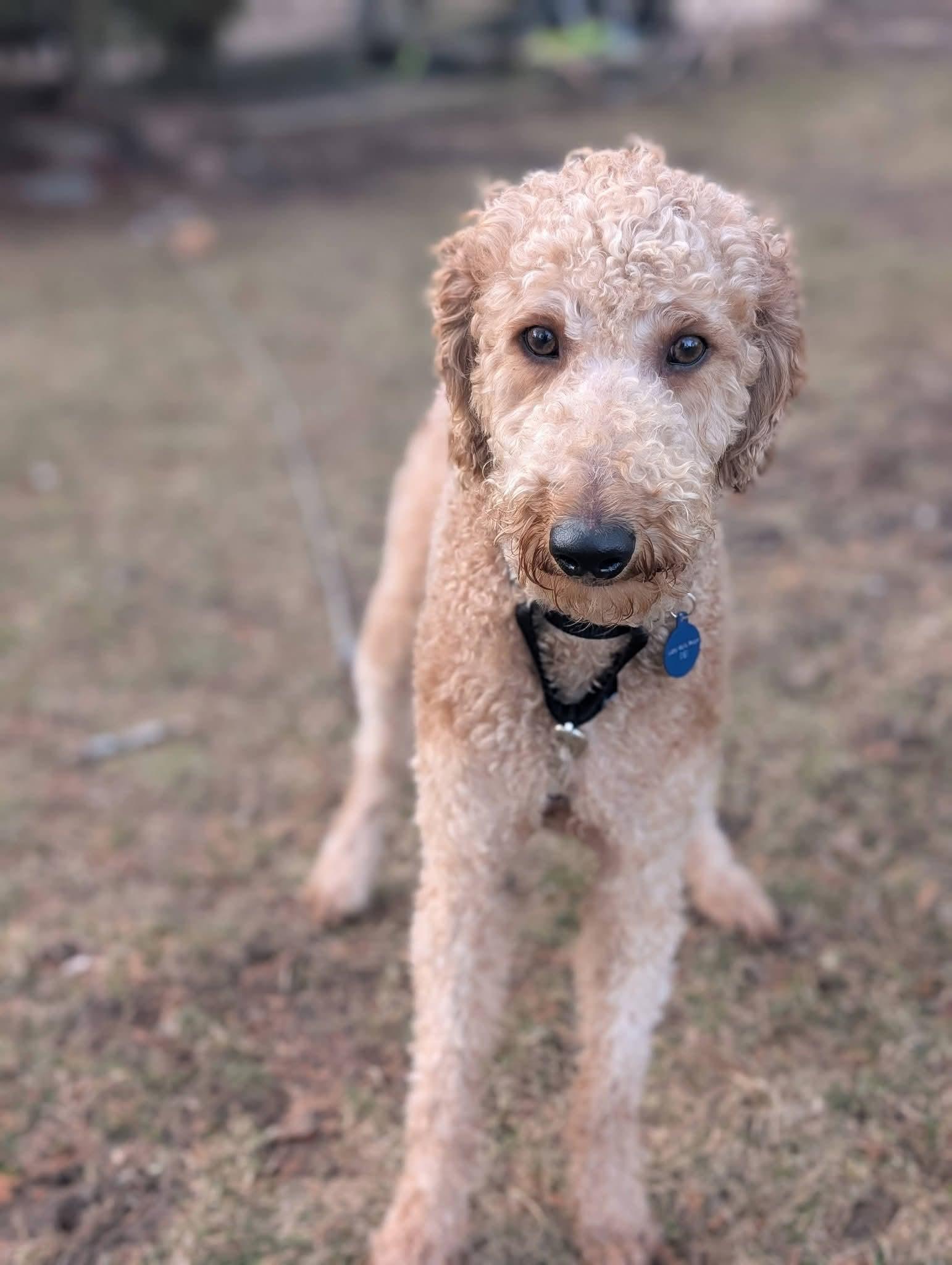 Enlarge FLASH   $425, an adopted mixed breed in Milwaukee, WI image 5/6