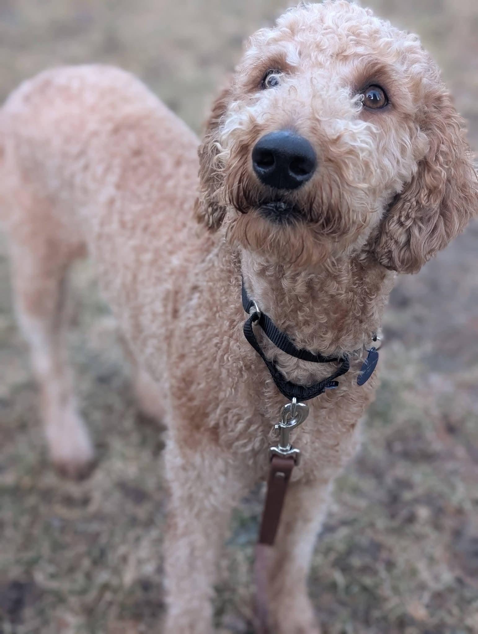 Enlarge FLASH   $425, an adopted mixed breed in Milwaukee, WI image 2/6