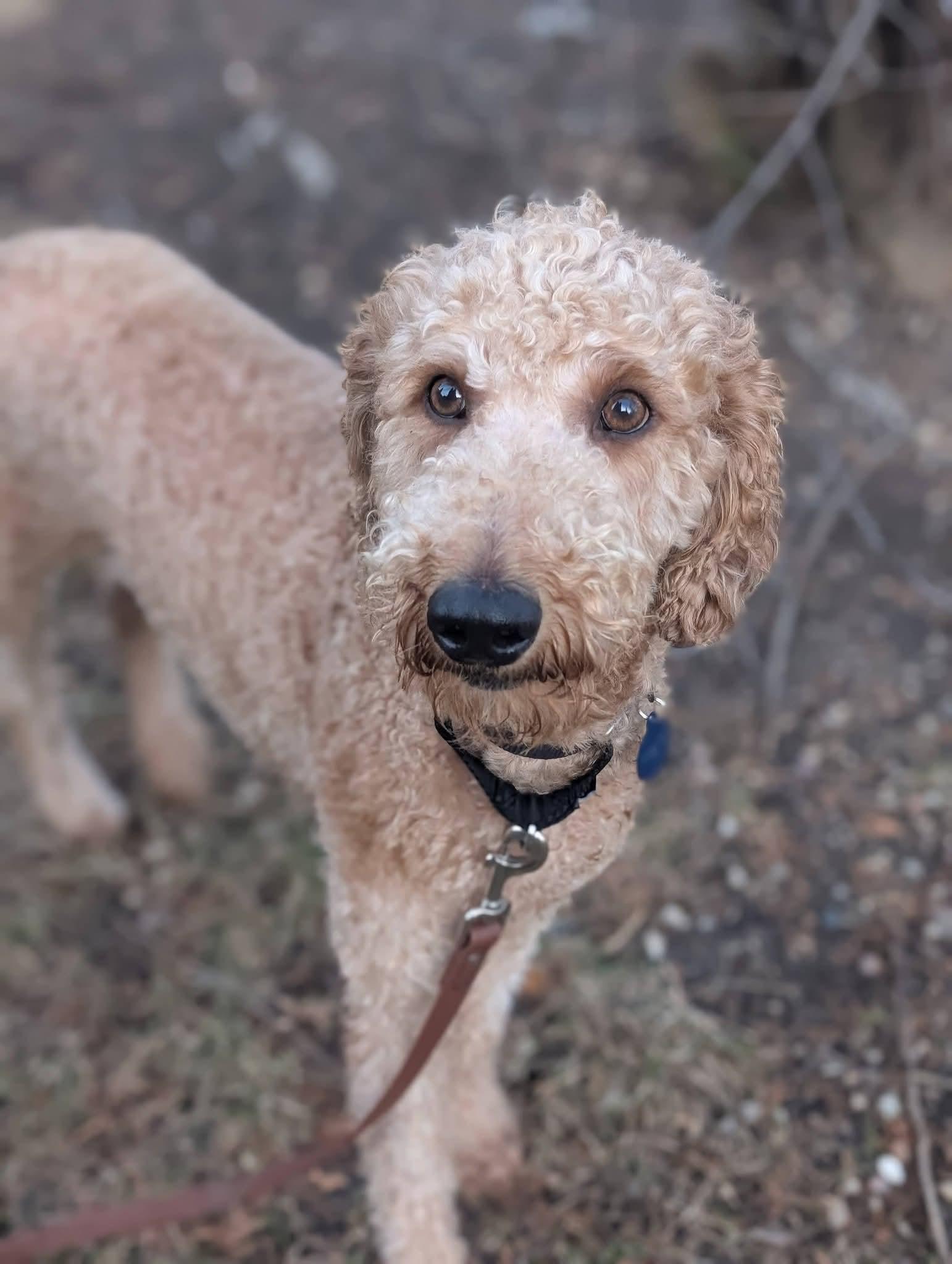 Enlarge FLASH   $425, an adopted mixed breed in Milwaukee, WI image 6/6