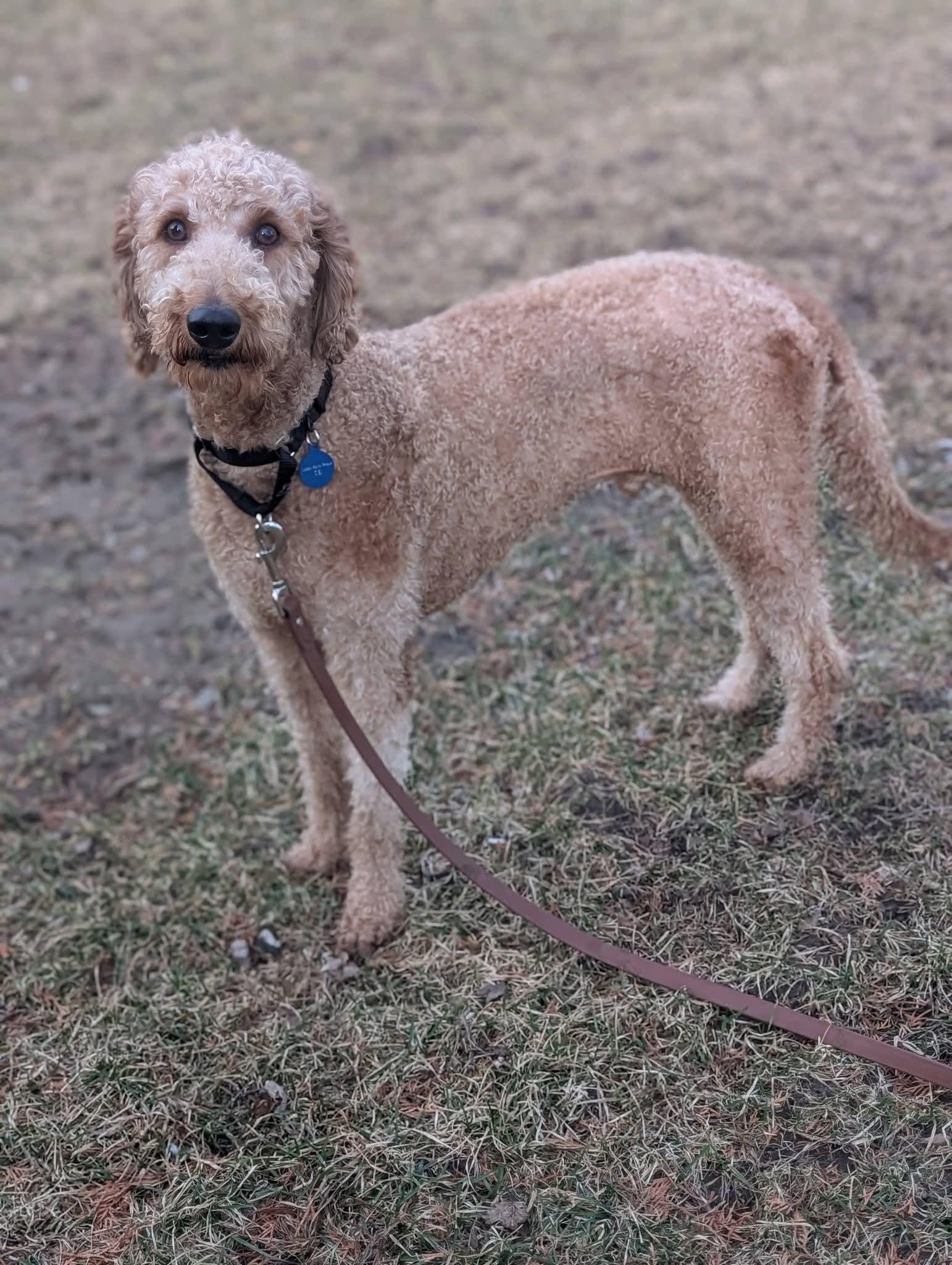 Enlarge FLASH   $425, an adopted mixed breed in Milwaukee, WI image 4/6