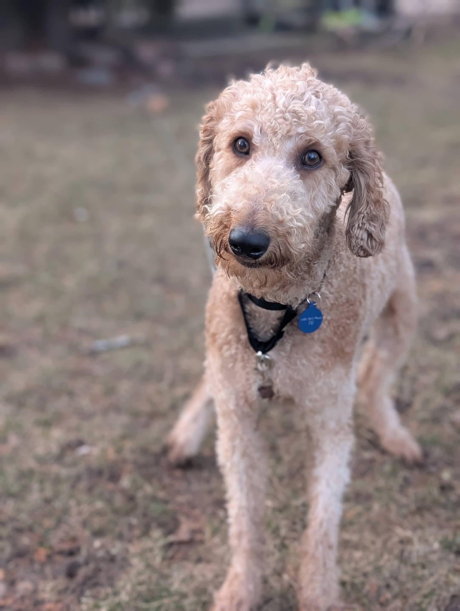 Enlarge FLASH   $425, an adopted mixed breed in Milwaukee, WI image 3/6