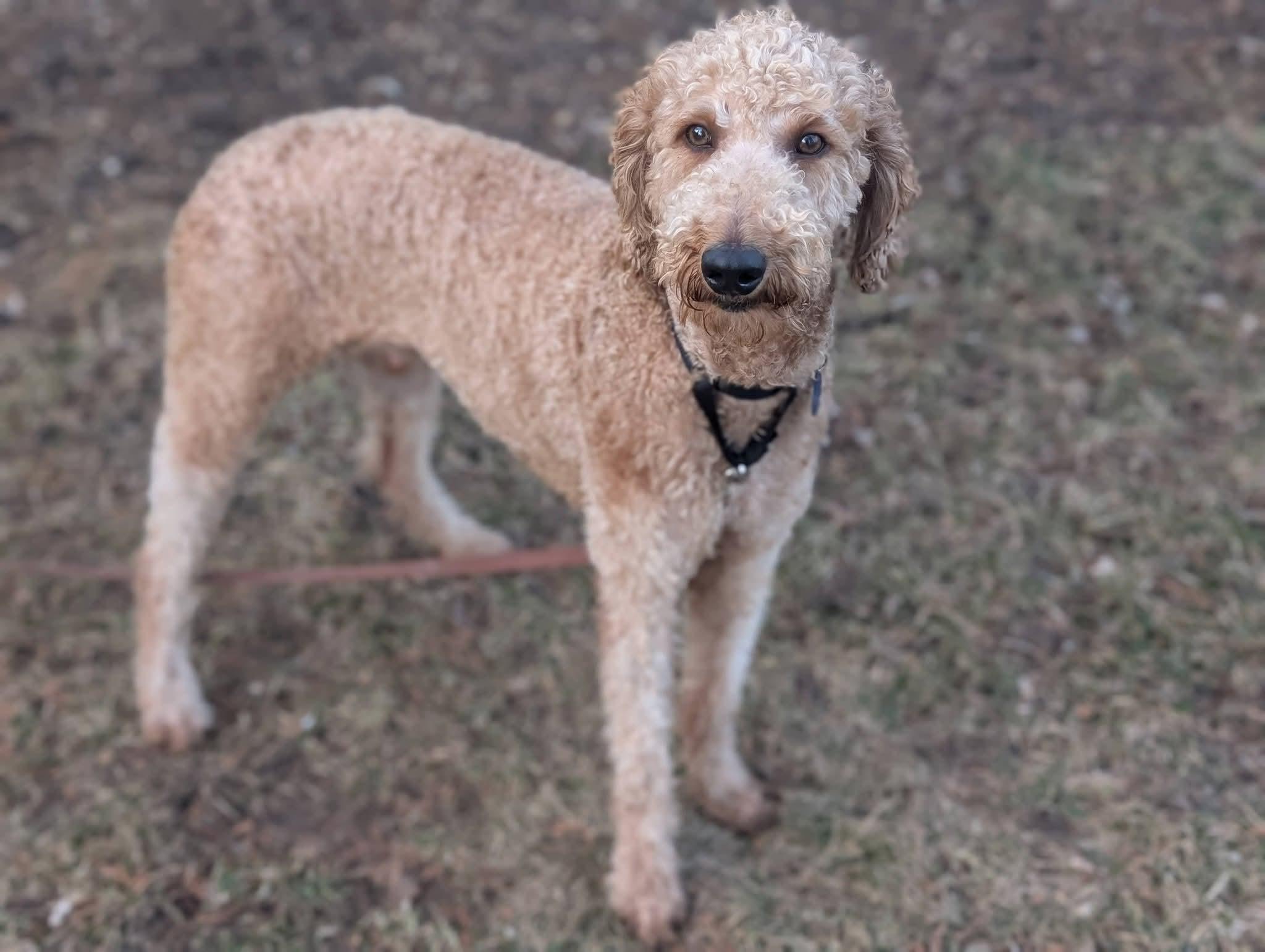 Enlarge FLASH   $425, an adopted mixed breed in Milwaukee, WI image 1/6