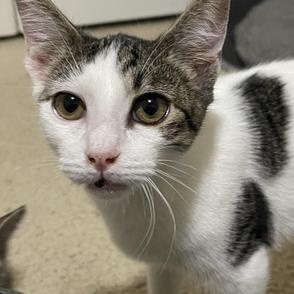 Popeye — thumbnail 2