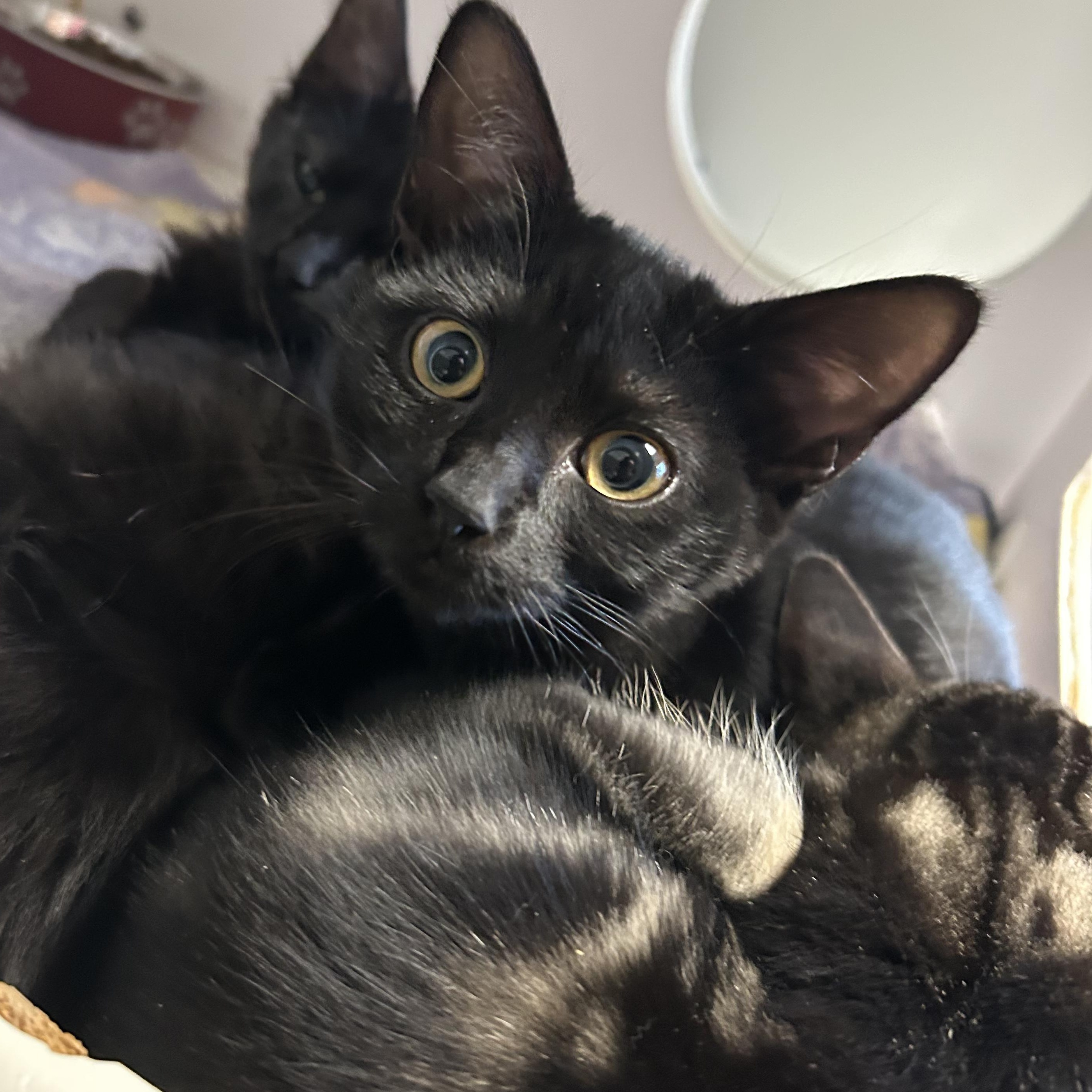 Pandita, Adoptable, Kitten Female Domestic Short Hair.