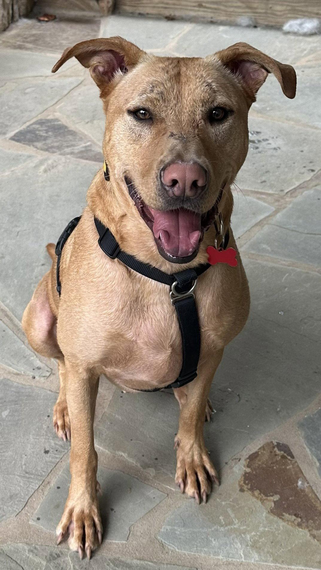 Enlarge Bob Barker, a Adoptable mixed breed in Alpharetta, GA image 1/3