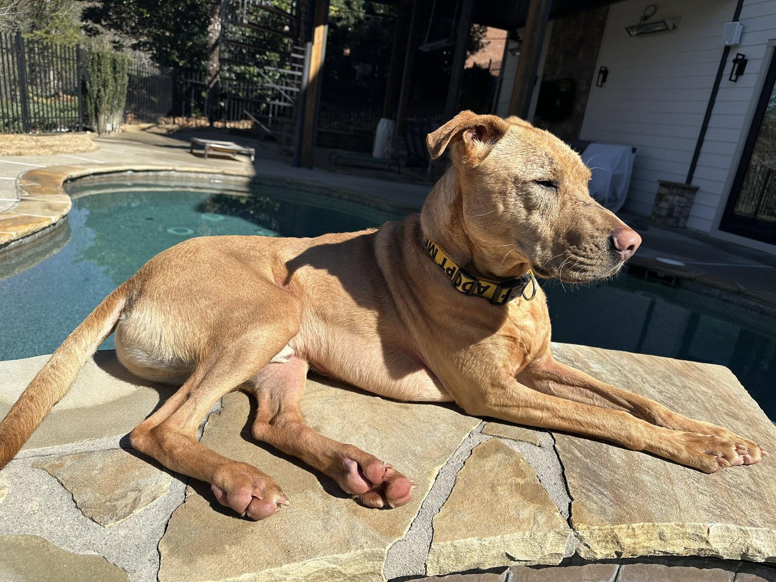 Enlarge Bob Barker, a Adoptable mixed breed in Alpharetta, GA image 2/3
