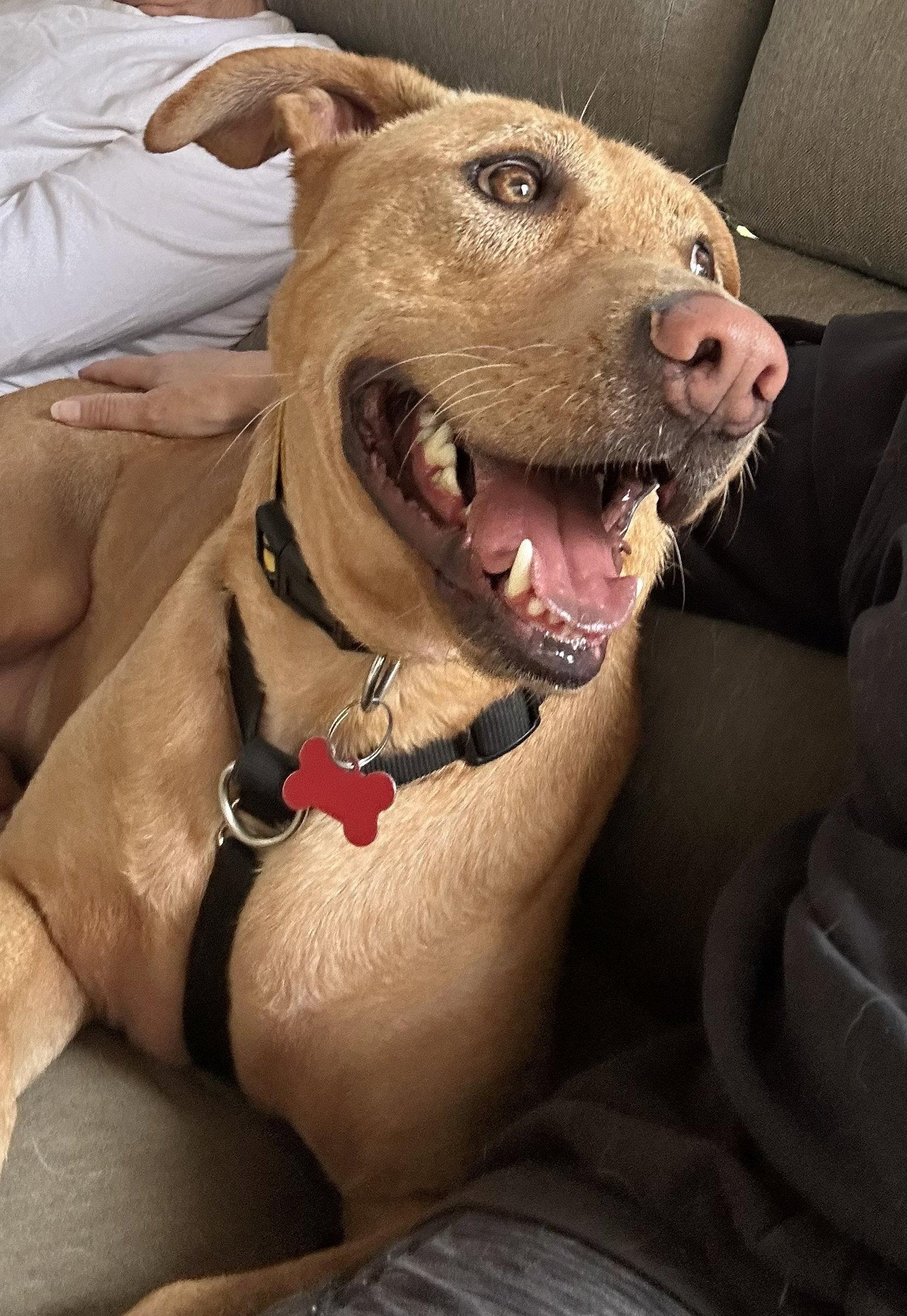 Enlarge Bob Barker, a Adoptable mixed breed in Alpharetta, GA image 3/3