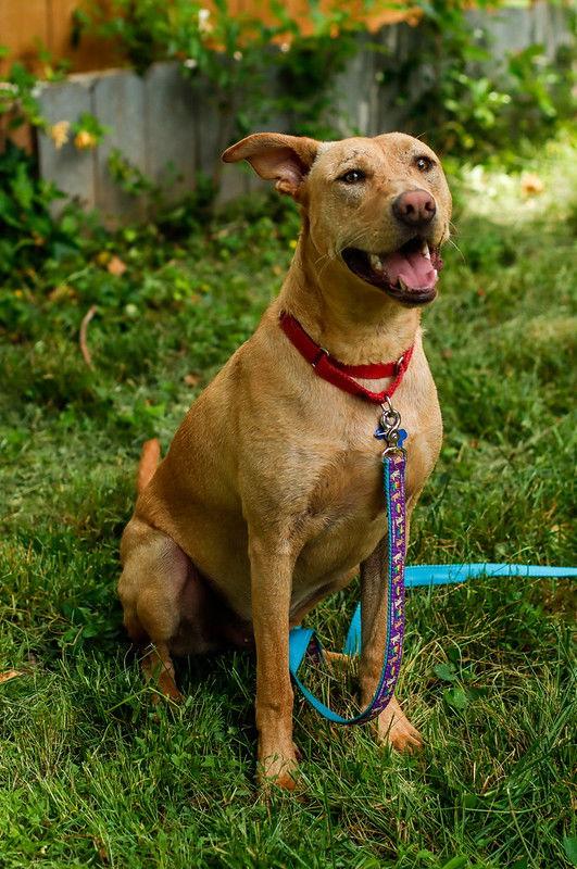 Bob Barker **Home for the Holidays 1/2 price!, a Adoptable mixed breed in Alpharetta, GA image 3/3