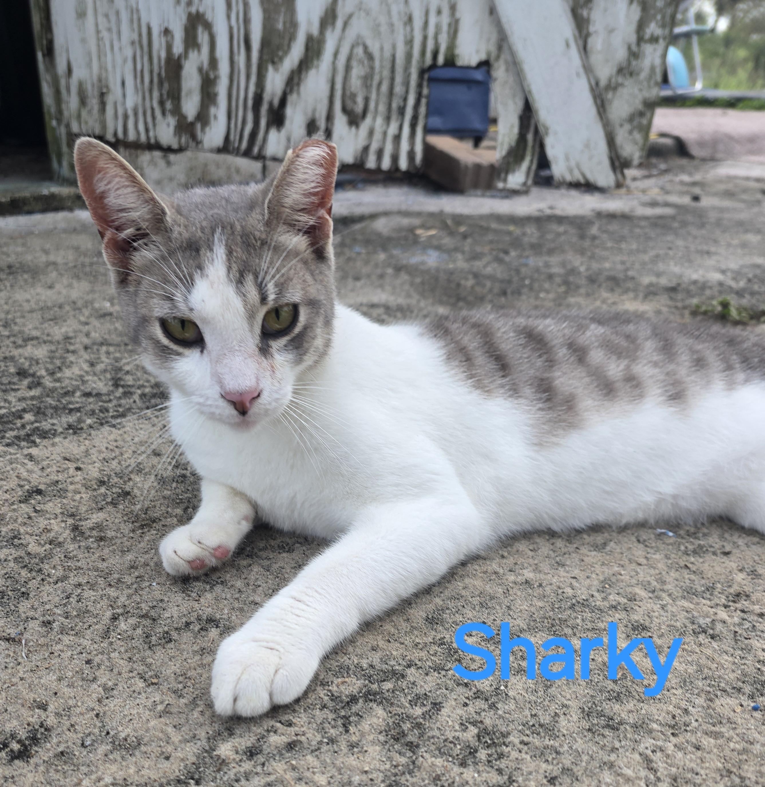 Sharky, Young Male Tabby