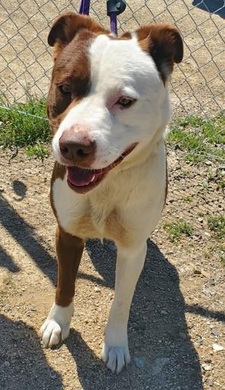 Otis, an adoptable Pit Bull Terrier, Border Collie in Butte, MT, 59701 | Photo Image 2