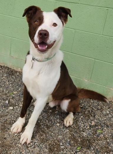 Otis, an adoptable Pit Bull Terrier, Border Collie in Butte, MT, 59701 | Photo Image 1