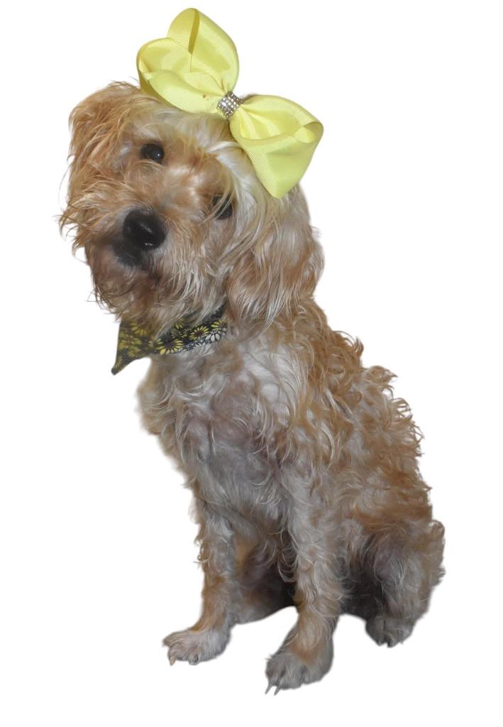 Isabelle, Adoptable, Adult Female Wirehaired Terrier.