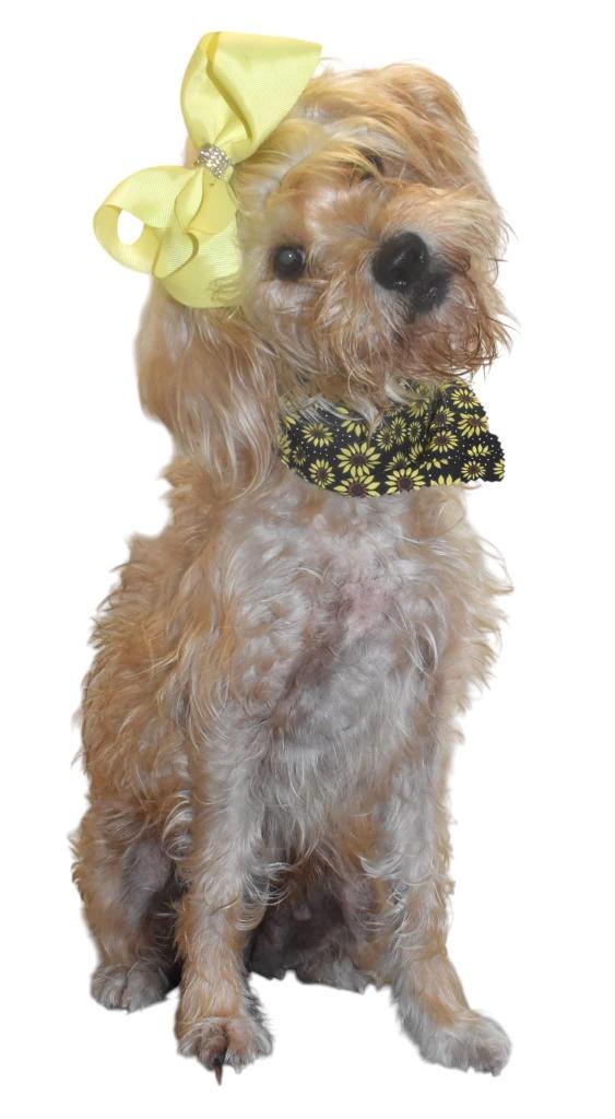 Enlarge Isabelle, a Adoptable Wirehaired Terrier in Springfield, OH image 3/6