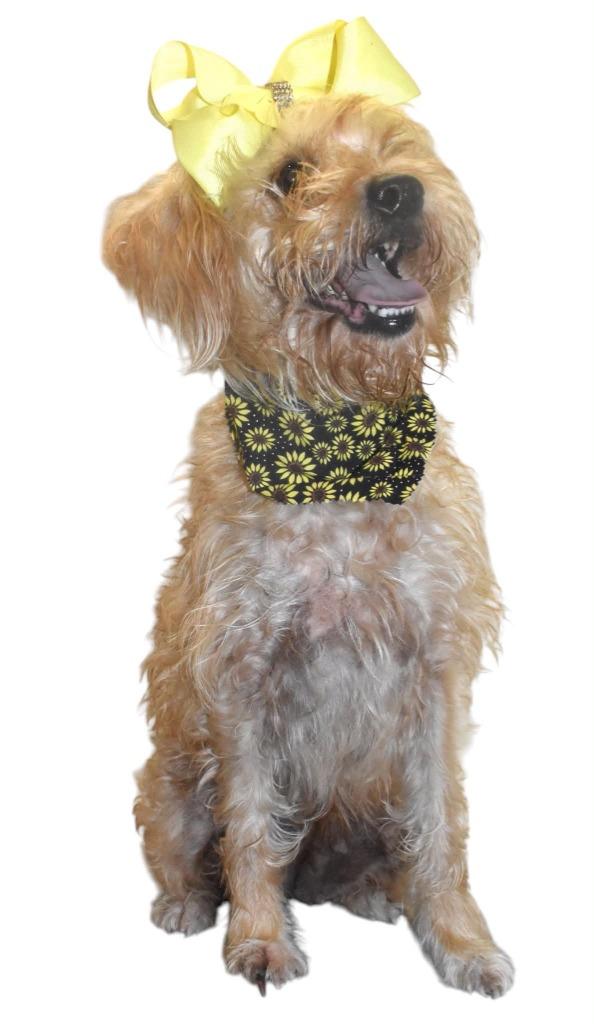 Enlarge Isabelle, a Adoptable Wirehaired Terrier in Springfield, OH image 4/6