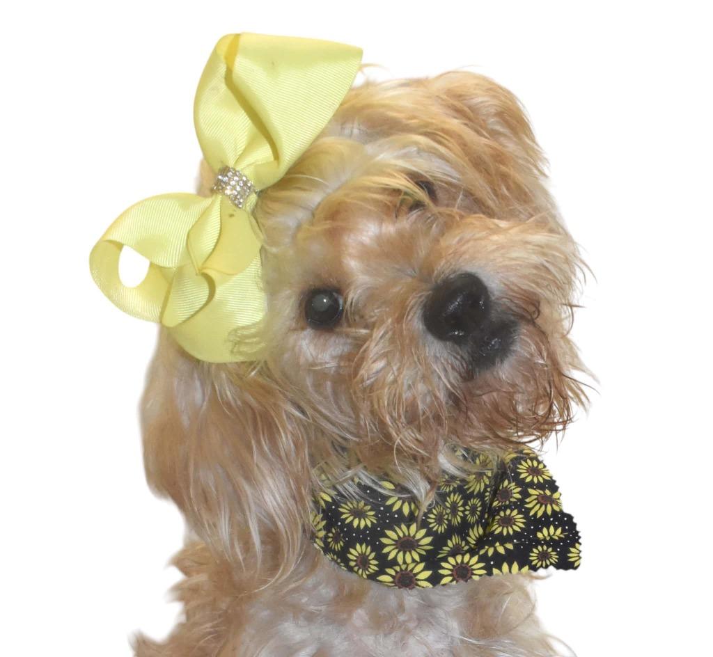 Enlarge Isabelle, a Adoptable Wirehaired Terrier in Springfield, OH image 5/6