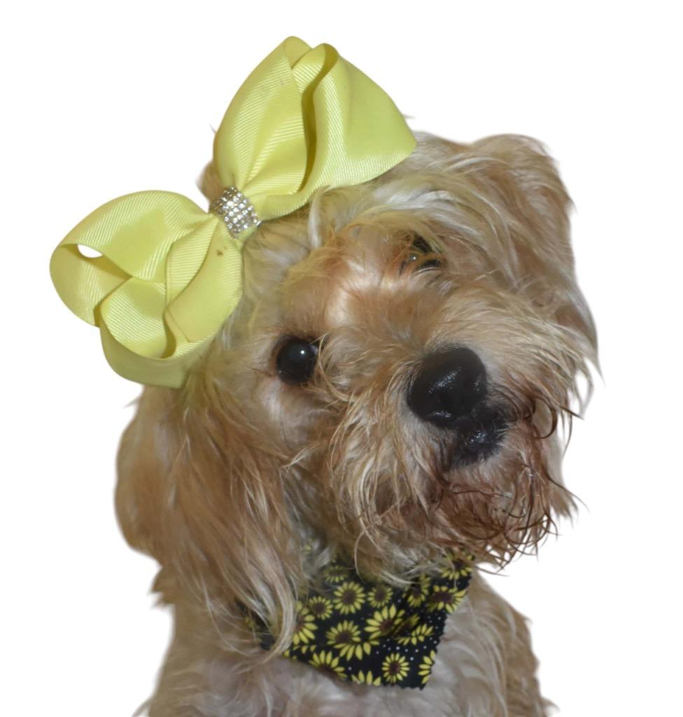 Enlarge Isabelle, a Adoptable Wirehaired Terrier in Springfield, OH image 6/6